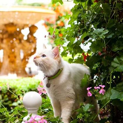 Fa-Raon, un gato de raza birmana, fue el primero en convivir en el hotel