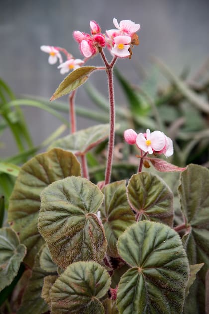 Fácil de cuidar, la begonia necesita algo de sol indirecto