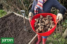 El tubérculo que se cosecha en invierno y alimenta las bacterias buenas del intestino