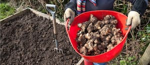 El tubérculo que se cosecha en invierno y alimenta las bacterias buenas del intestino