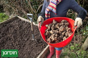El tubérculo que se cosecha en invierno y alimenta las bacterias buenas del intestino