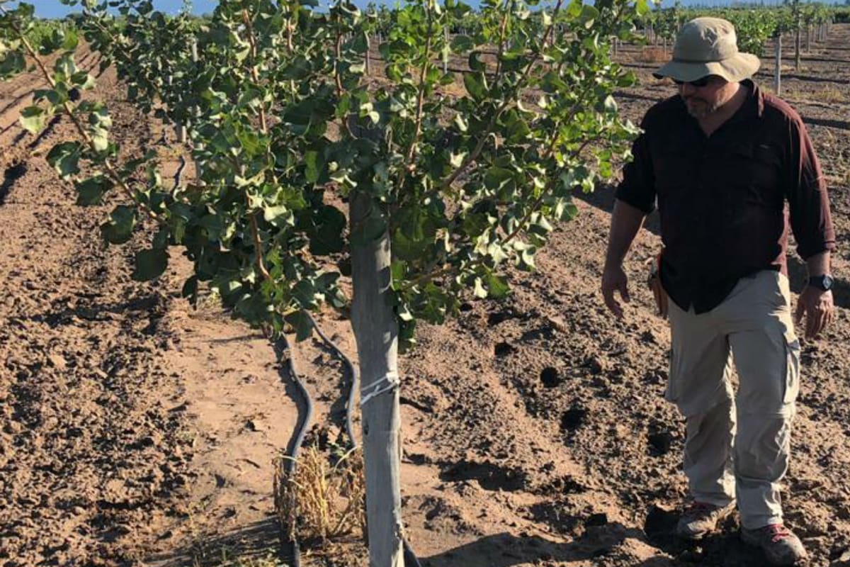 Facundo Balboni mirando el crecimiento de sus plantas de pistachos