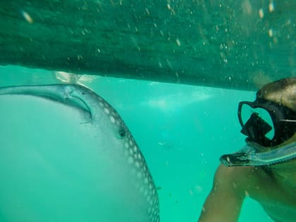 Facundo Mior junto a un tiburón ballena en una selfie tomada en 2017