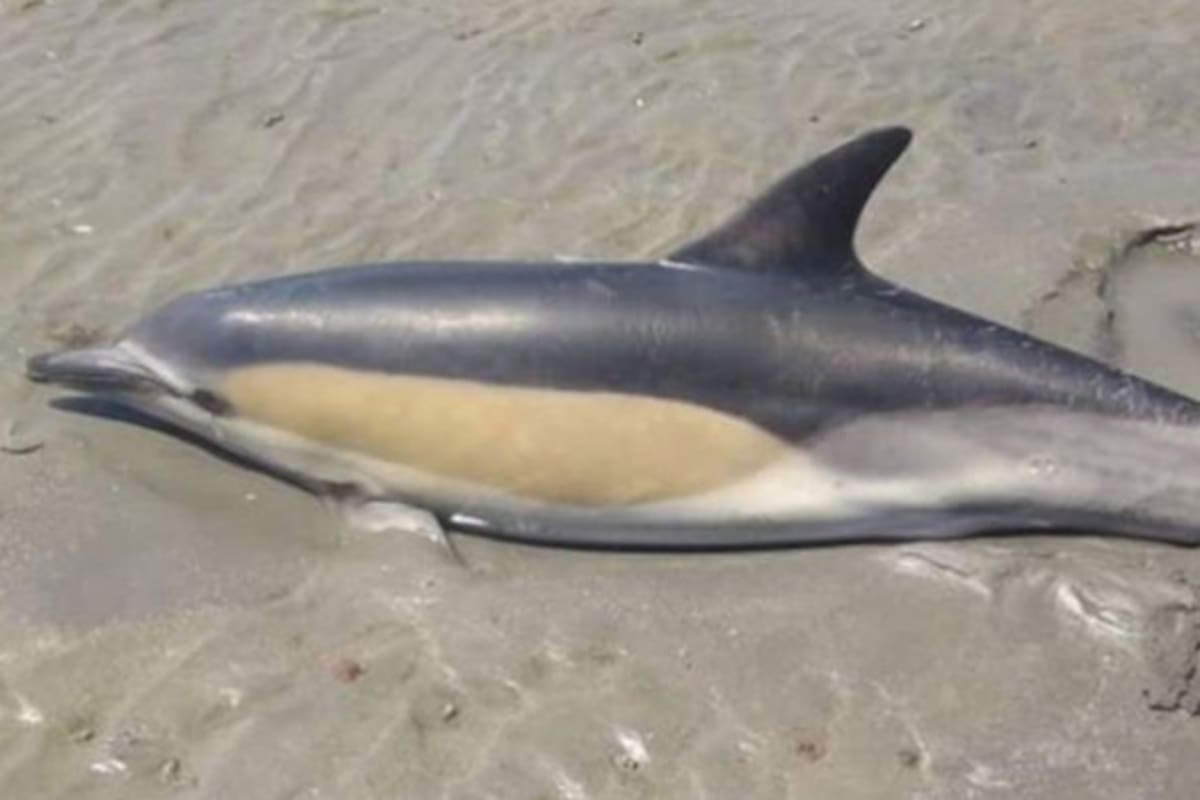Facundo vio al delfín encallado en la arena y consiguió ayuda para que volviera a nadar