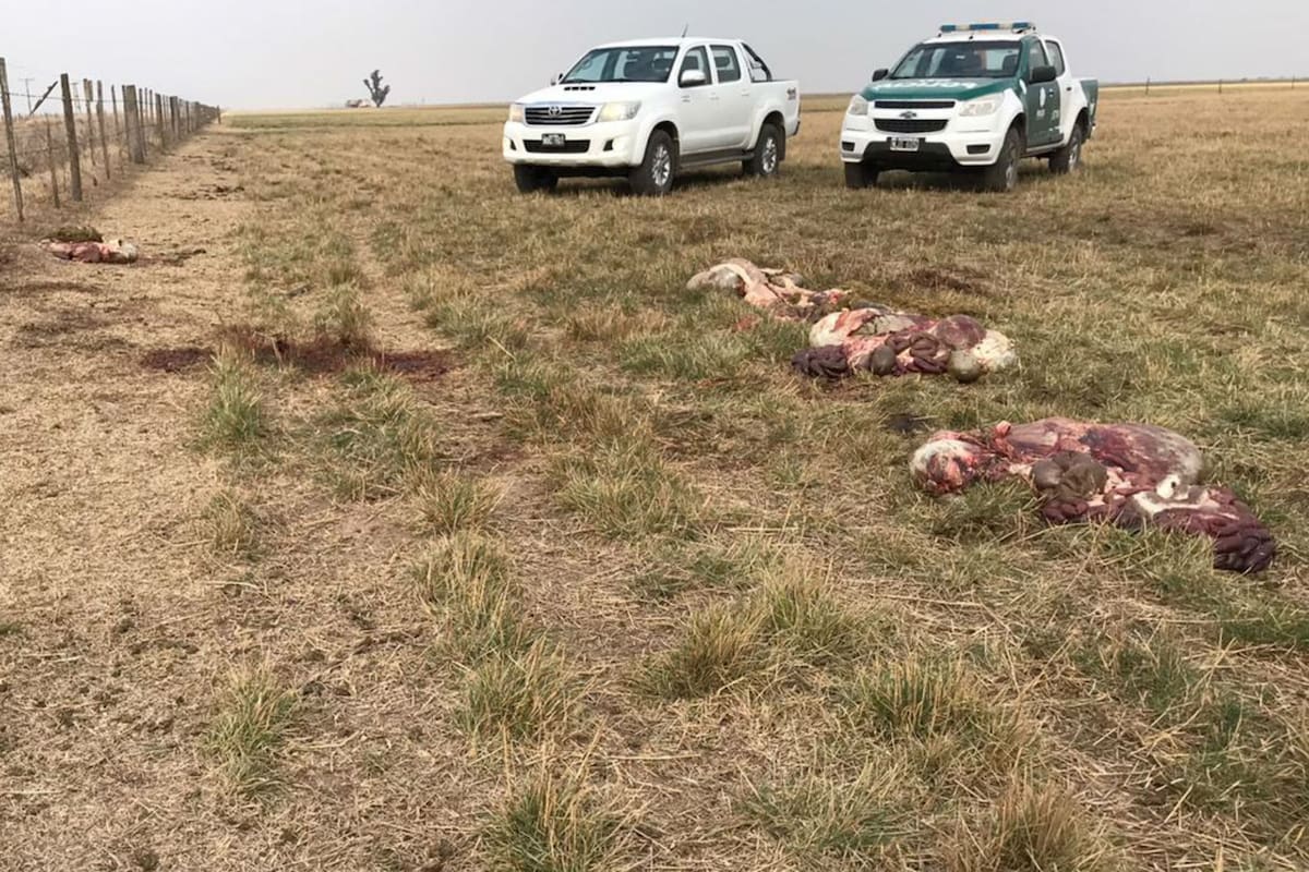 Faenaron en los campos, se llevaron la carne y dejaron desechos