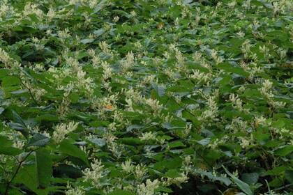 Fallopia japonica (Foto Instagram @healthyhotto)