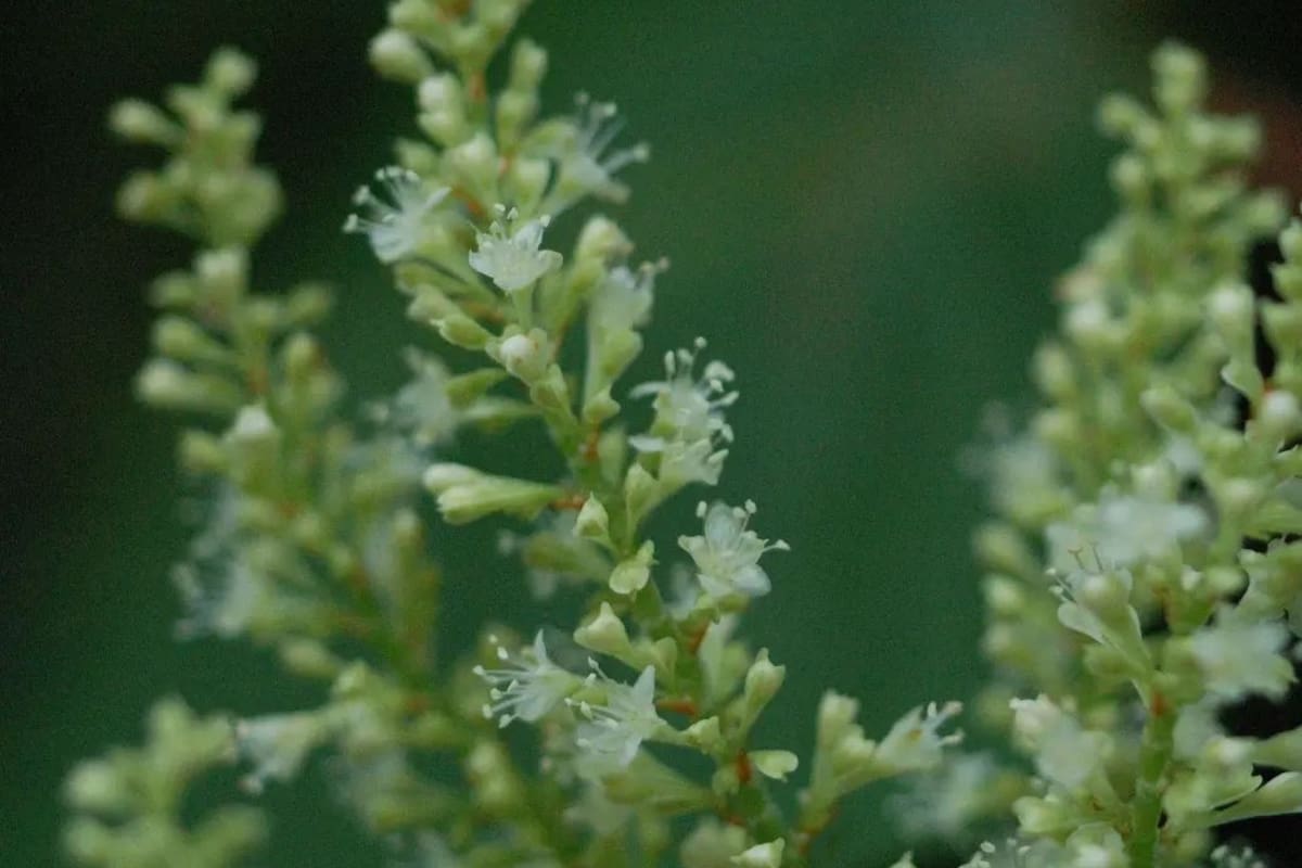 Fallopia japonica genera gran preocupación (Foto Instagram @healthyhotto)