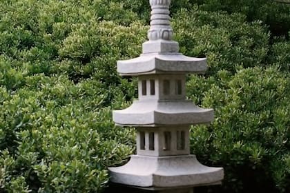 Fallopia japonica se extiende rápidamente (Foto Pexels)