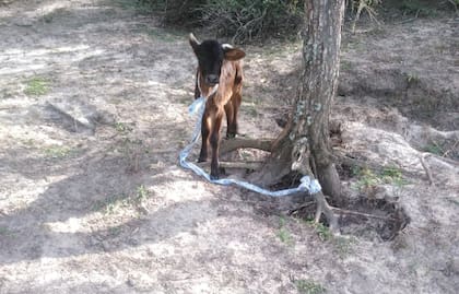 Falta pasto para mantener la hacienda por la sequía. Gentileza productores