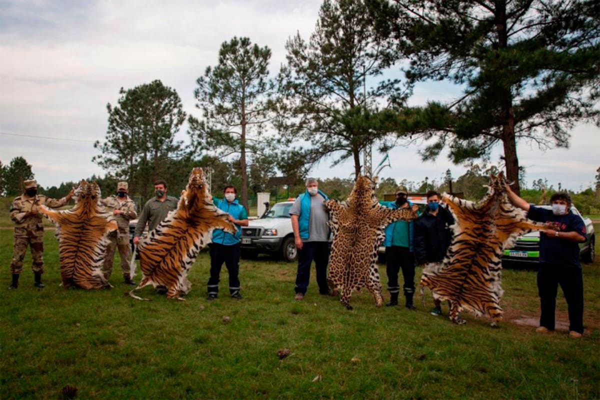 Faltan tigres y yaraguetés en un zoológico y hallaron cueros de animales