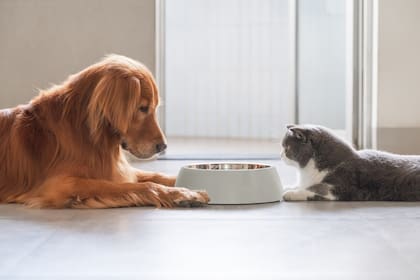 Faltante de alimento balanceado para perros y gatos.