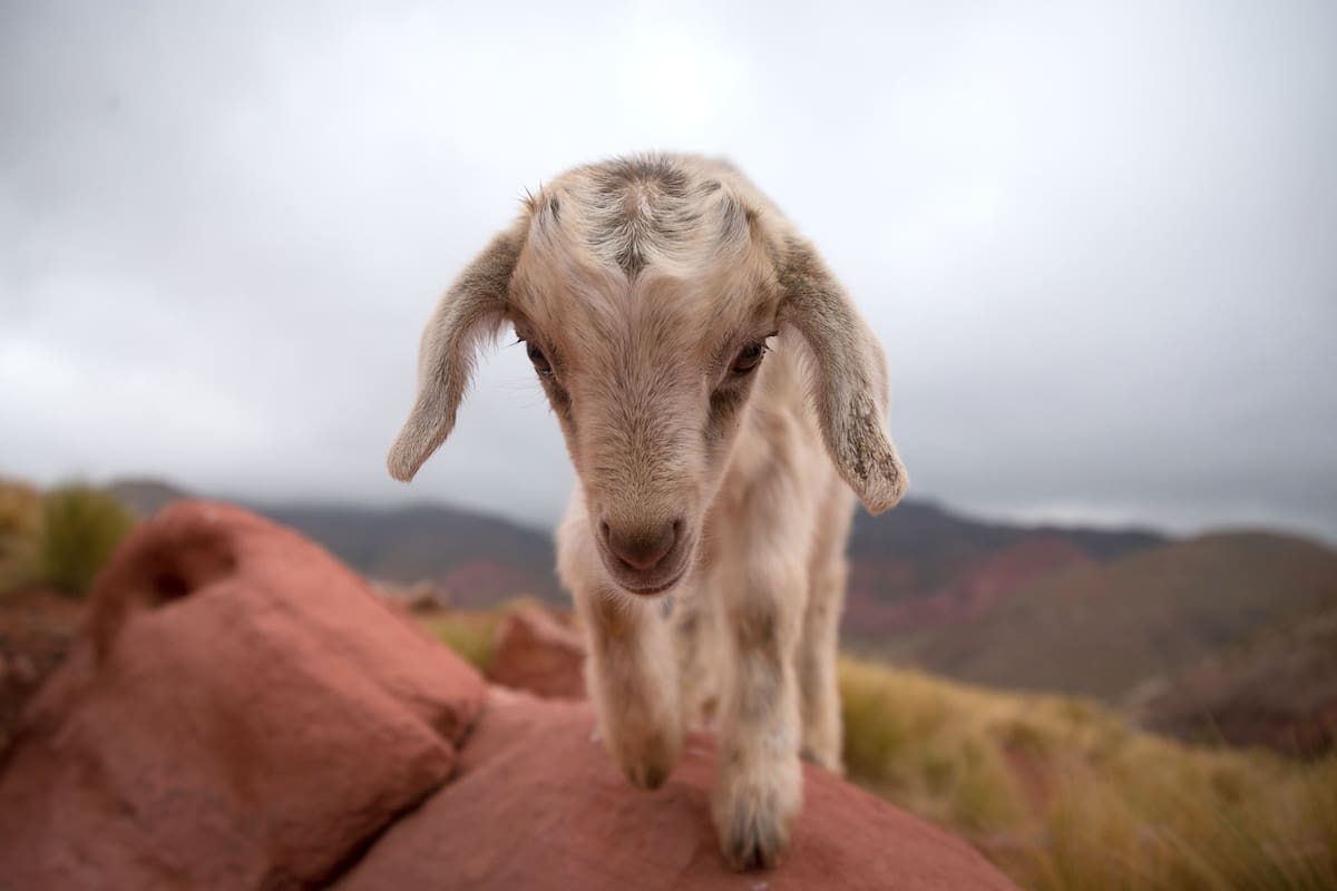 Famatina: Corral Colorado es uno de los pocos puestos que queda en la sierra del Famatina; vive una sola persona desde hace decadas