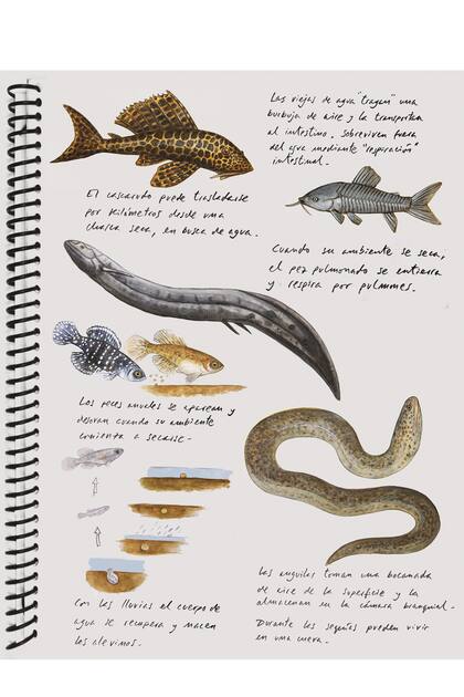 Los cuadernos de Marce eran monotemáticos: por imitación o por gusto, solo dibujaba animales: minúsculos, enormes, mamíferos, anfibios, reptiles