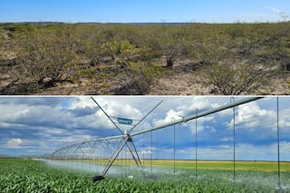 Manejan 20.000 hectáreas, convirtieron un desierto en un oasis y hoy producen 3000 novillos al año