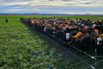 El fósforo es el nutriente fundamental para la persistencia de las leguminosas, como la alfalfa, que a su vez aportan nitrógeno al sistema mediante la fijación biológica
