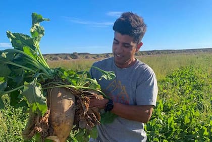 En esa constante innovación, ahora están implementando la remolacha forrajera, que viene a ocupar un lugar estratégico: “La hacemos para pastoreo directo en un momento donde tenemos bache forrajero"