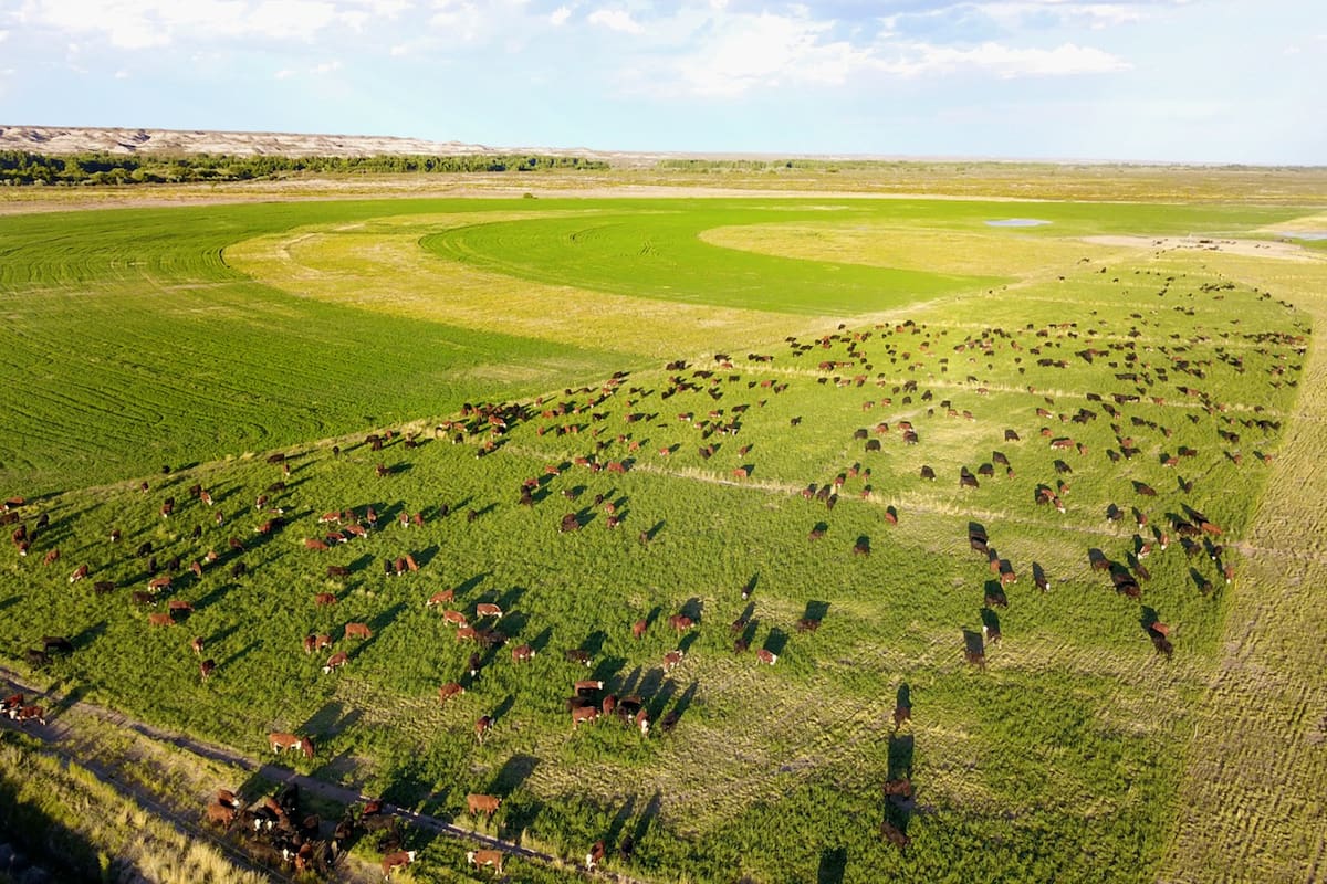 Familia García Parra en el Valle Azul, Río Negro, en la Patagonia. Cultivos bajo riego. Cría en Patizal natural. Recría en pastura de alfalfa y feedlot