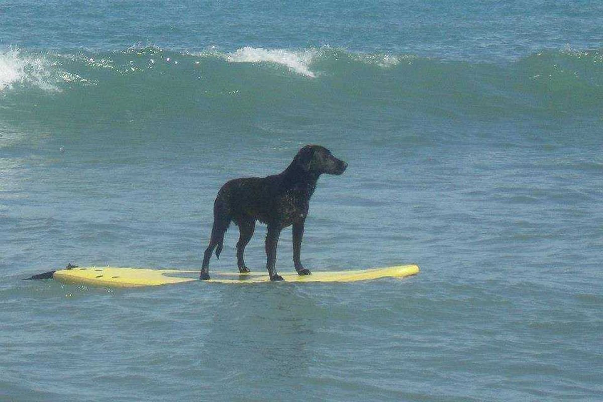 Fanático del surf, la facultad de Goro para desplazar sobre la tabla en el mar deslumbra la visita de los veraneantes de Miramar.