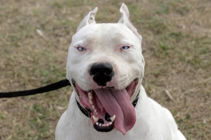 Faraón es un dogo sordo que busca el amor de una familia