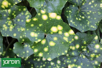 Farfugium japonicum ‘Aureomaculatum’, una rareza entre las plantas