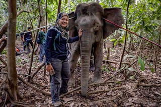 Quién es la “encantadora de elefantes” que protege a los gigantes de Borneo