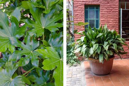 Fatsia japonica (izq.) y Aspidistra elatior (der.)