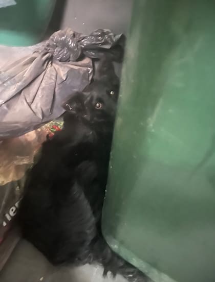 Fausto apareció escondido detrás de un contenedor de basura en el barrio de San Telmo.