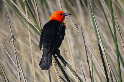 Federal en Reserva Achalay