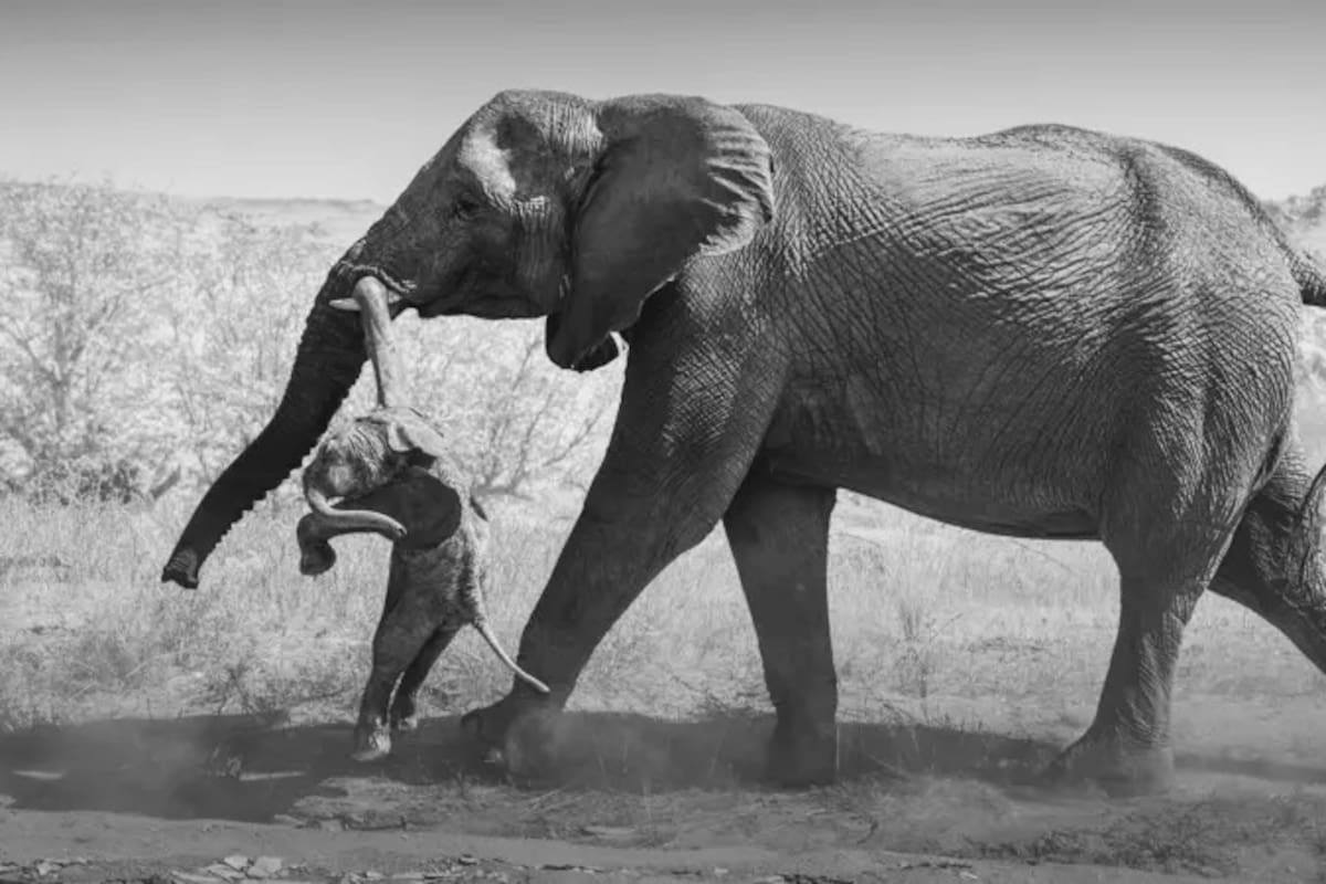 Federico Veronesi se encontró con una elefanta que llevaba una cría nacida muerta en Namibia