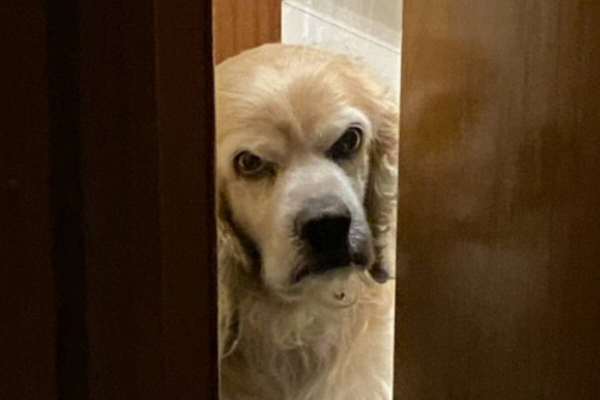 Felipe, el cokcer "con expresiones de señor"