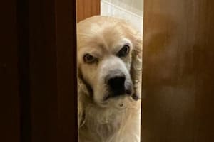 Felipe, el cokcer "con expresiones de señor"
