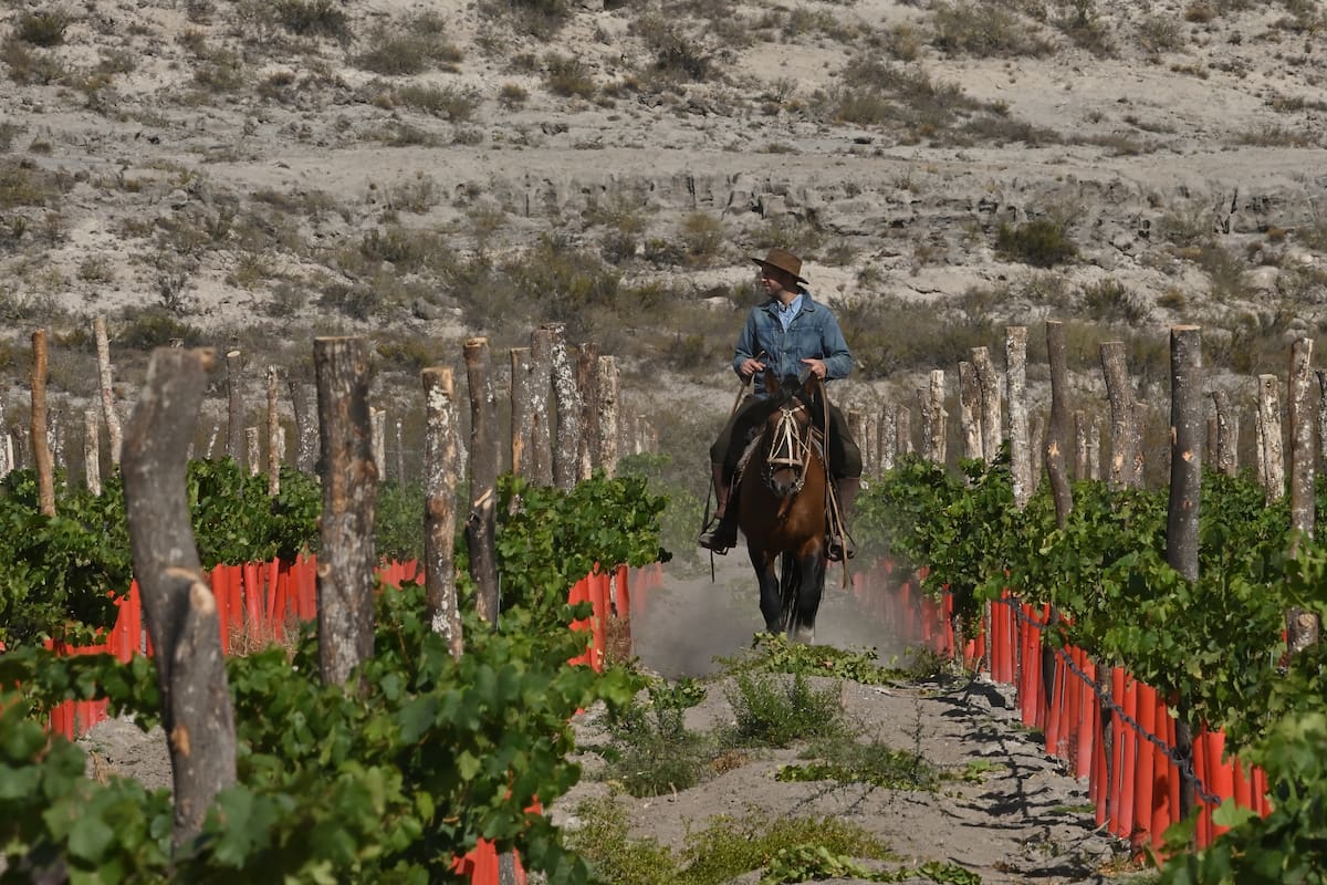 Felipe Menéndez a caballo entre las hileras de vides de Valle Azul, en Río Negro