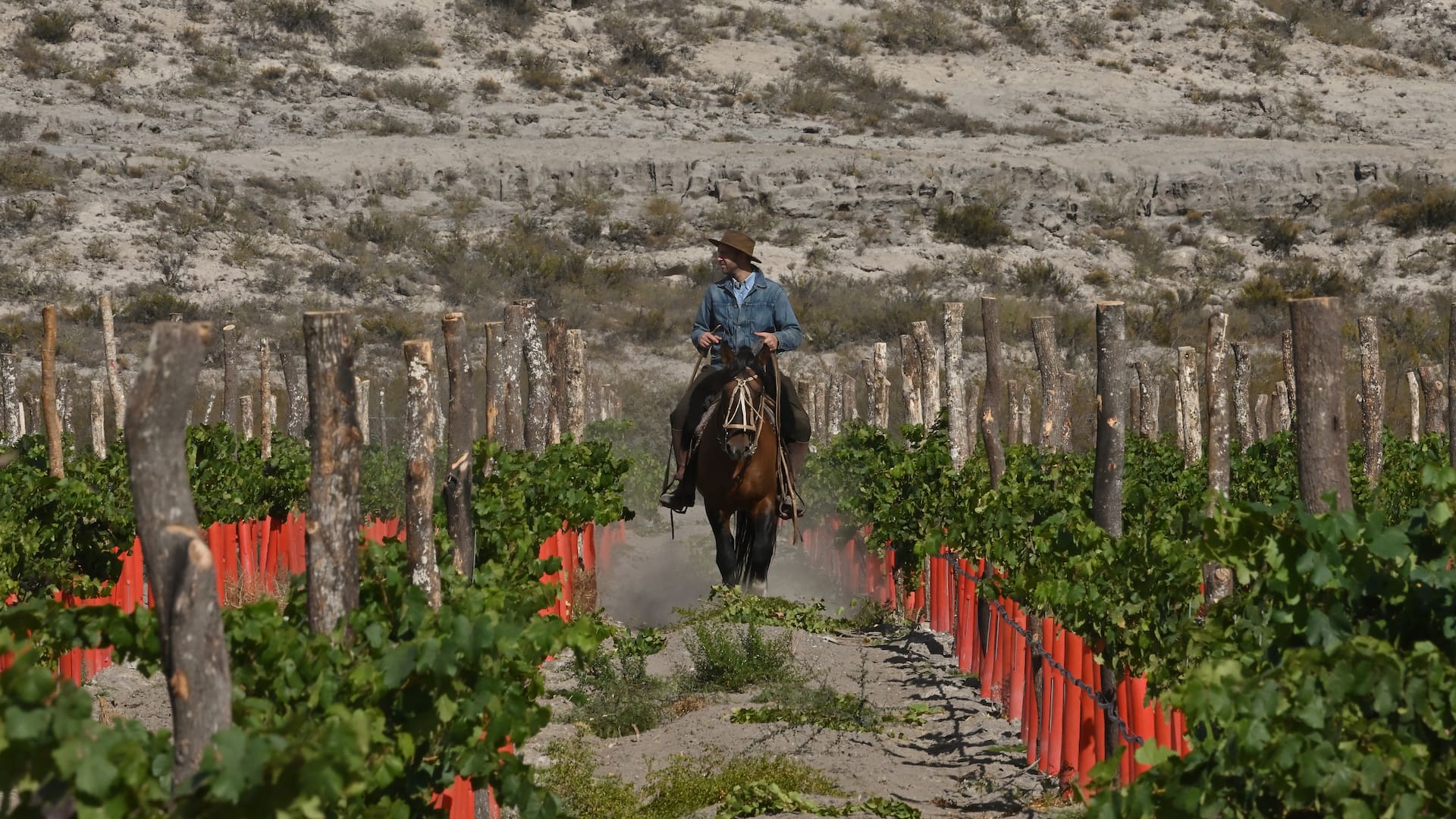 Felipe Menéndez a caballo entre las hileras de vides de Valle Azul, en Río Negro