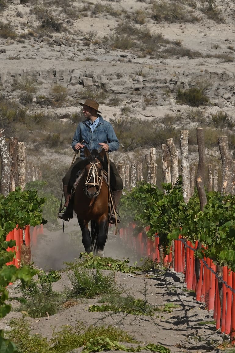 Felipe Menéndez a caballo entre las hileras de vides de Valle Azul, en Río Negro
