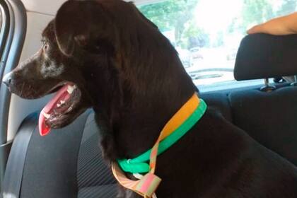 Felipe mira con alegría el lugar donde se recuperará y, de seguro, encontrará una familia que lo ame