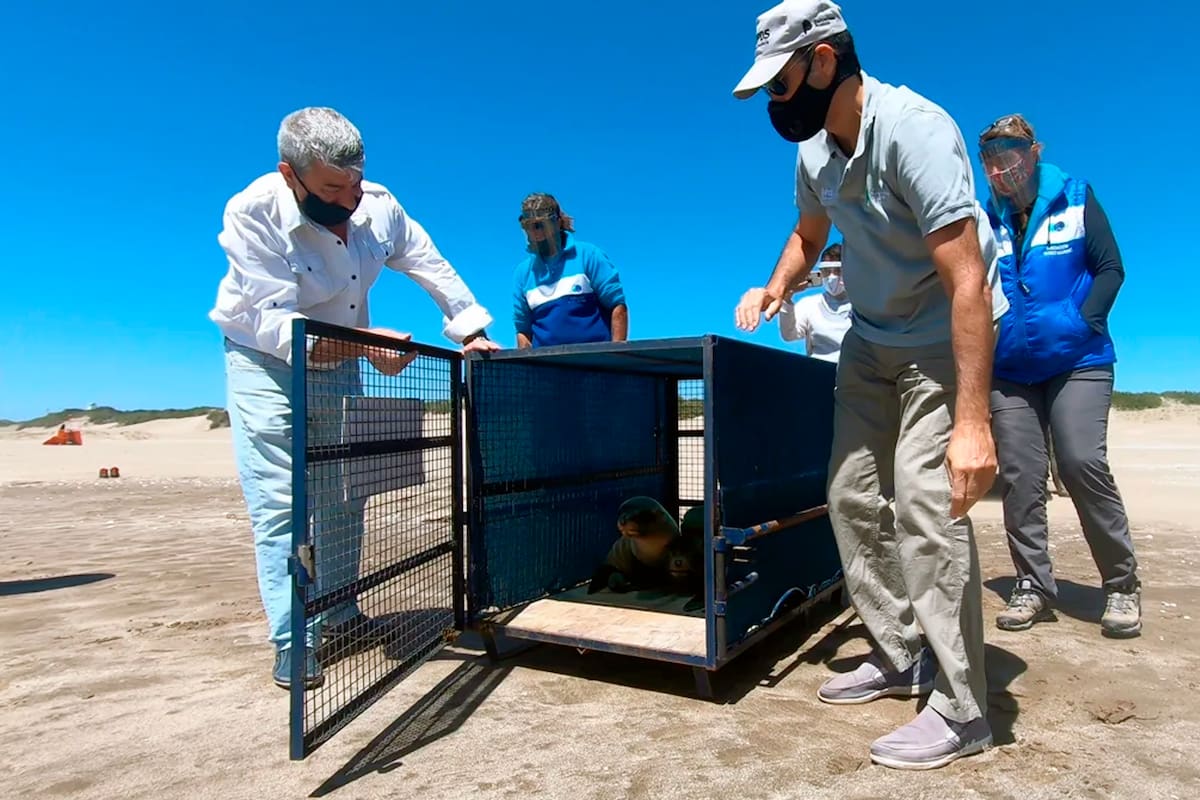 ¡Feliz regreso! El momento en el que el grupo de profesionales abre la caja transportadora y los lobos marinos encaran para el mar