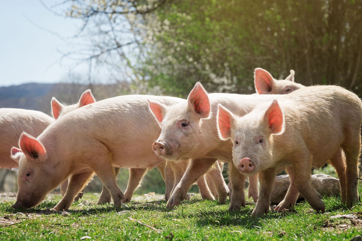 female pig isolated from white background
cerdo
chancho
puerco