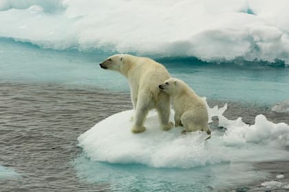 Se estima que en el mundo quedan solo 25.000 osos polares