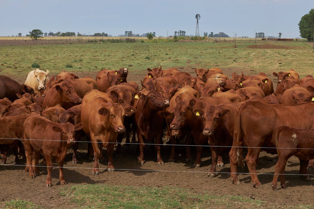 Fernando De Rossi hace 32 anos que trabaja en el campo en Hughes, Santa Fe. Dijo: "Nunca me paso de tener que hacer ecografias para vender las vacas que no estan embarazadas por la falta de pasturas por la sequia. En las ultimas imagenes esta en un campo en donde se ve las pasturas que comieron los animales y las que no, raciona las horas que deja comer a las vacas para que alcance el alimento.