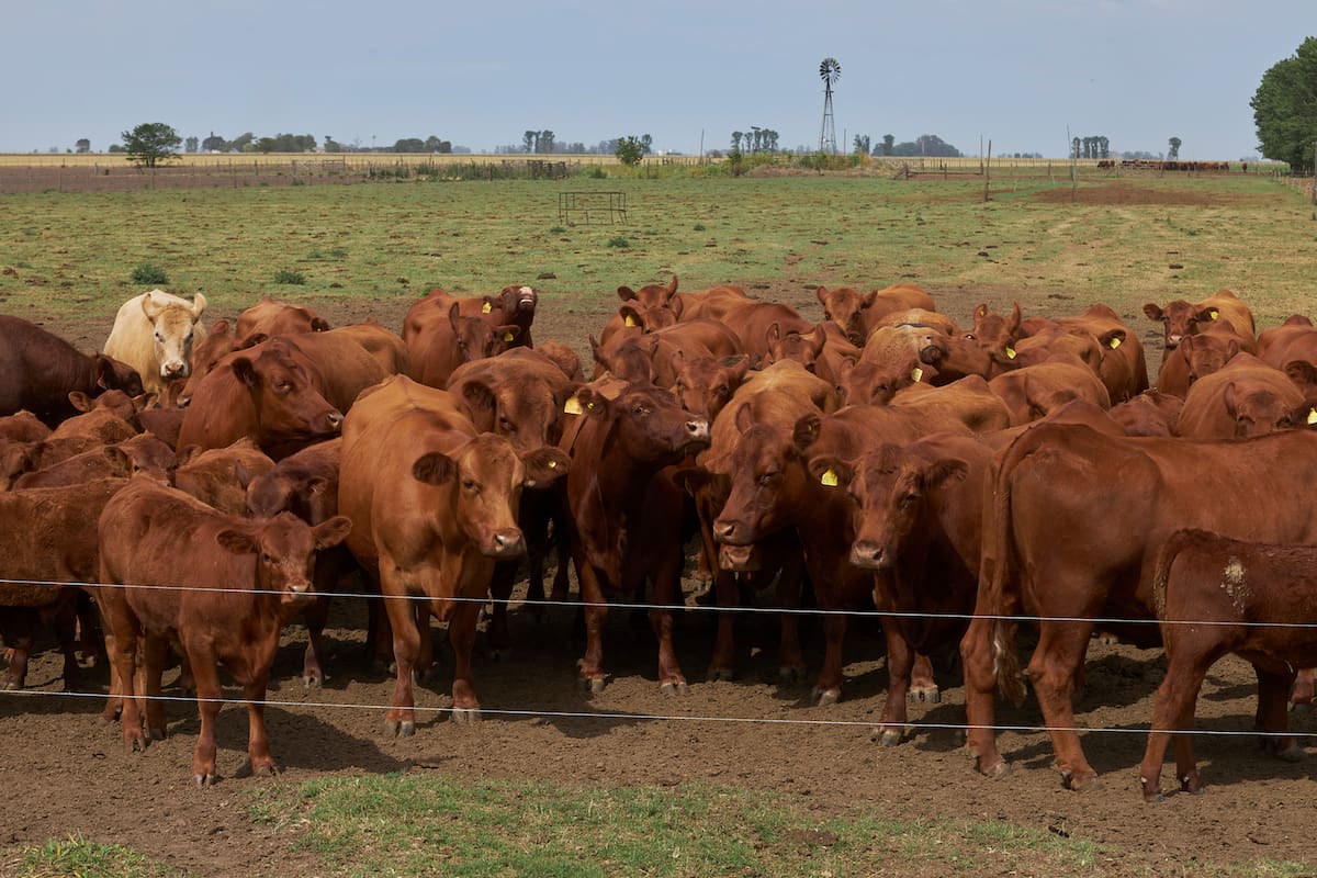 Fernando De Rossi hace 32 anos que trabaja en el campo en Hughes, Santa Fe. Dijo: "Nunca me paso de tener que hacer ecografias para vender las vacas que no estan embarazadas por la falta de pasturas por la sequia. En las ultimas imagenes esta en un campo en donde se ve las pasturas que comieron los animales y las que no, raciona las horas que deja comer a las vacas para que alcance el alimento.