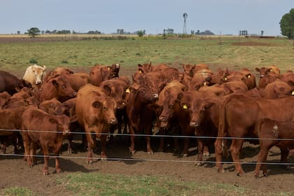 Fernando De Rossi hace 32 anos que trabaja en el campo en Hughes, Santa Fe. Dijo: "Nunca me paso de tener que hacer ecografias para vender las vacas que no estan embarazadas por la falta de pasturas por la sequia. En las ultimas imagenes esta en un campo en donde se ve las pasturas que comieron los animales y las que no, raciona las horas que deja comer a las vacas para que alcance el alimento.