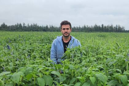 Fernando Nocetti en un cultivo de chía