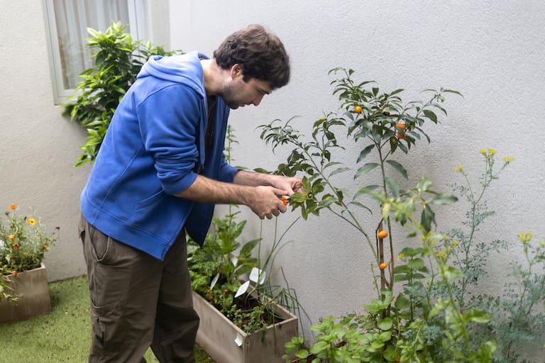 Fernando Pacheco cosecha kinotos de la huerta de la casa "Lo del Tono", donde pr—ximamente comenzar‡ a vivir como parte de su proceso hacia una vida independiente. Buenos Aires, Octubre 23, 2026. (LA NACION / Nicol‡s Su‡rez)