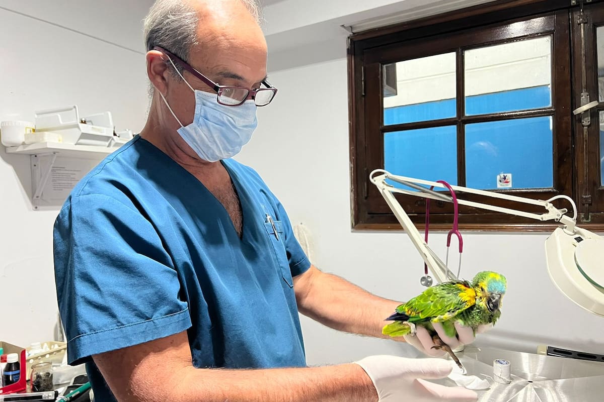 Fernando Pedrosa, médico veterinario, recomienda extremar las medidas de higiene al manipular aves