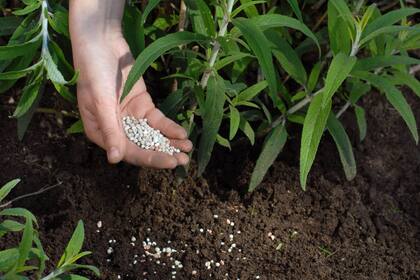 Fertilizantes de origen natural disponibles en el mercado que te ayudarán a tener un jardín más sano, sin dañar el ambiente.