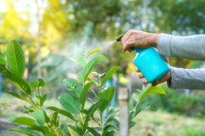 Fertilizar no es alimentar por rutina: cada planta necesita nutrientes según su etapa, el suelo y sus condiciones de crecimiento