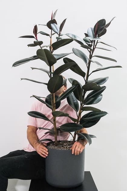 Ficus elastica ‘Cabernet’ suma contraste y sofisticación con su silueta vertical y el color de su follaje