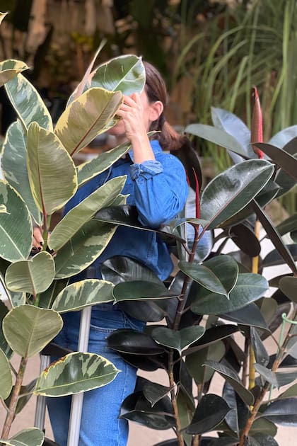 Ficus elastica 'Variegata' y 'Cabernet', dos plantas de hojas XXL que son tendencia en decoración de interiores