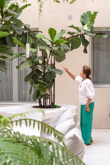 Ficus pandurata es una de las variedades de interior más buscadas