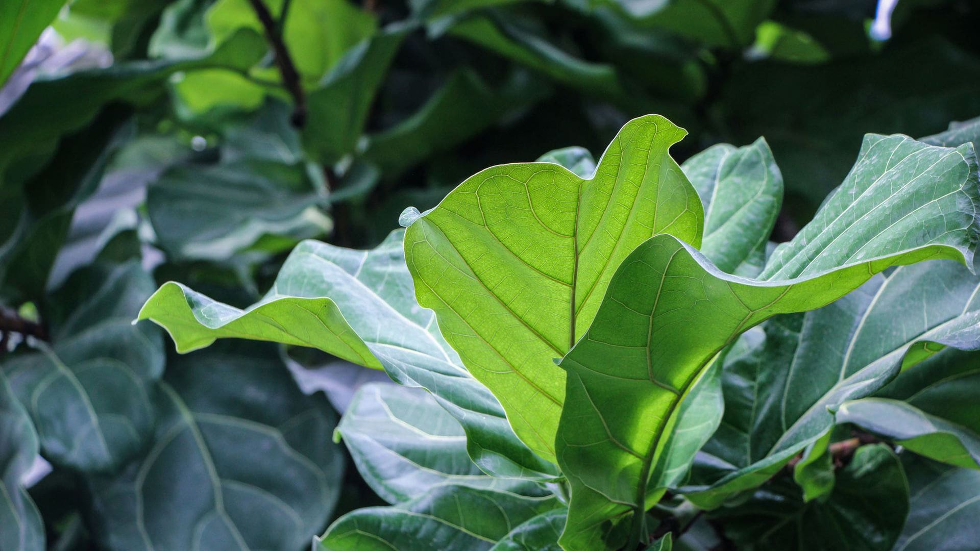 Ficus Pandurata, un árbol que se adapta perfectamente a la vida en interior y es generoso con los despistes
